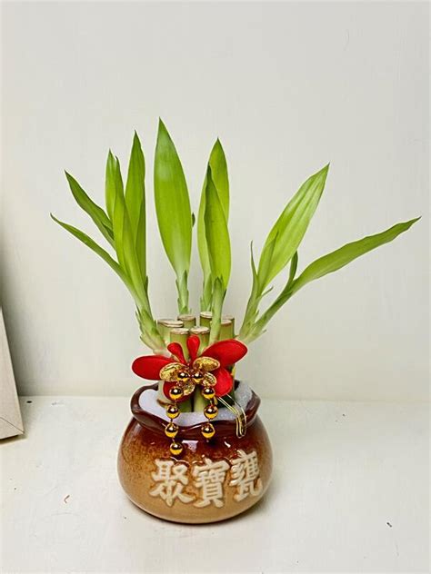 聚寶盆 植物 金金金漢字